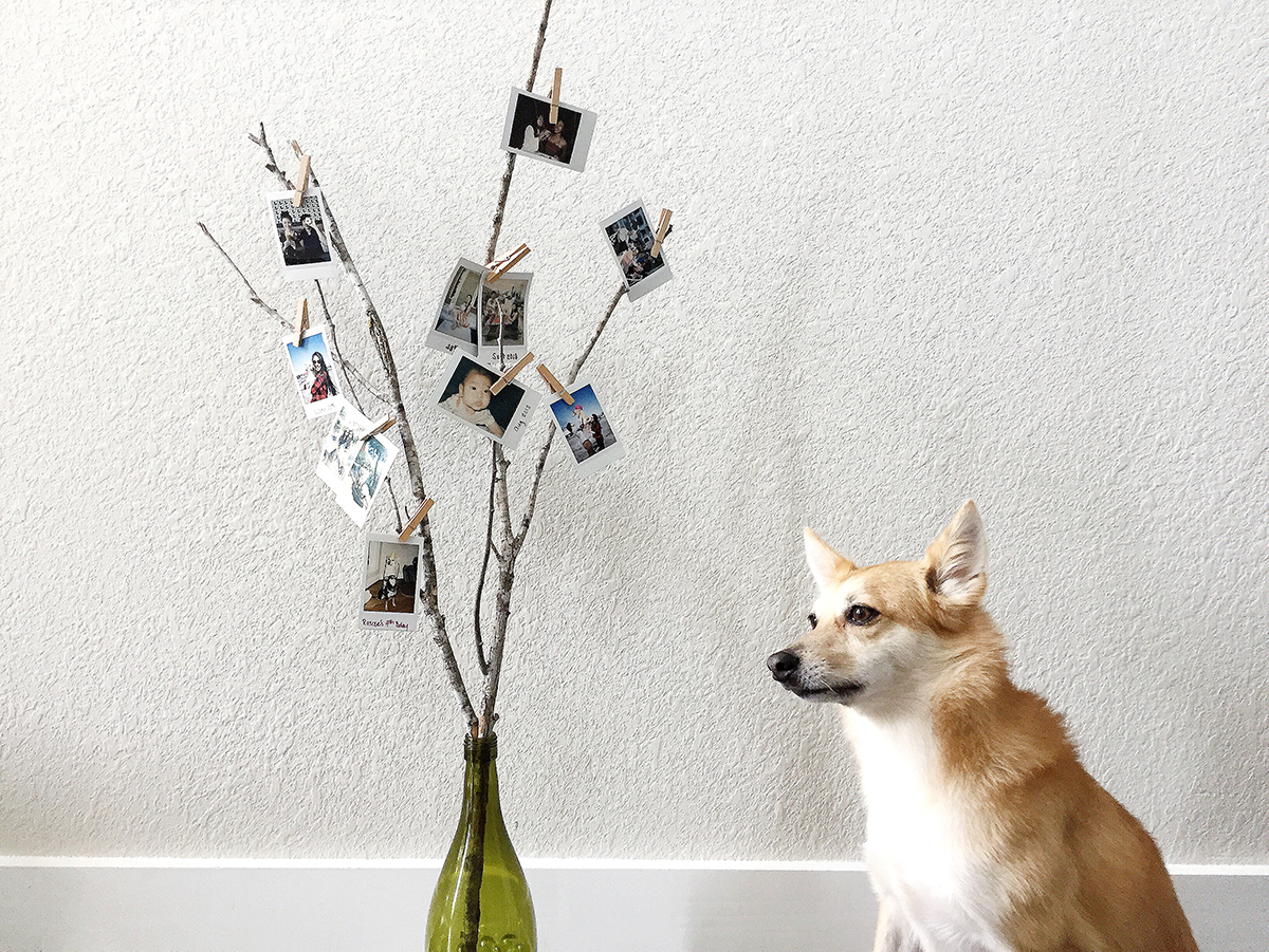 dog-by-square-prints
