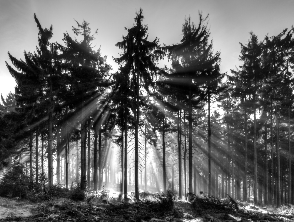 Seven Secrets for Black and White Photography
