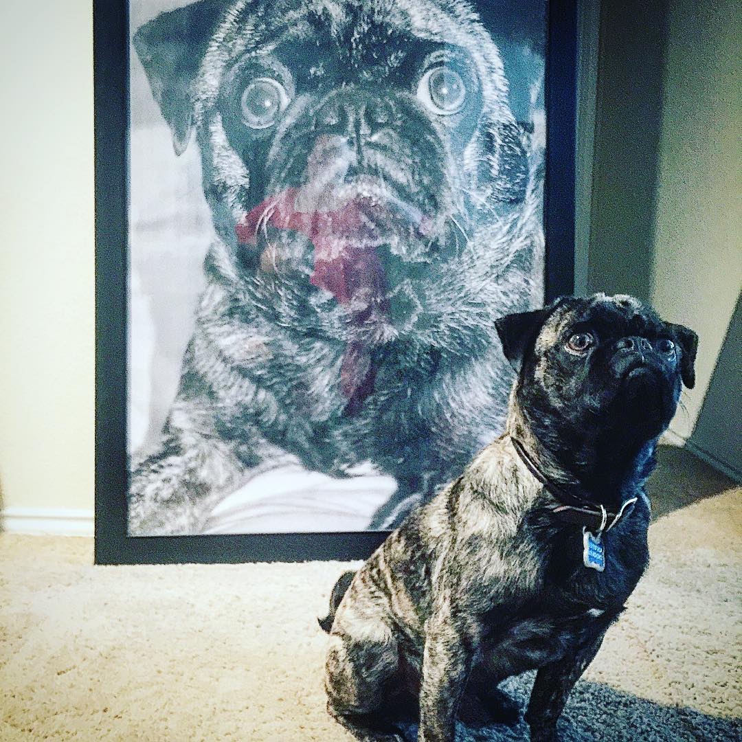 People and Pets in Front of Prints of Themselves