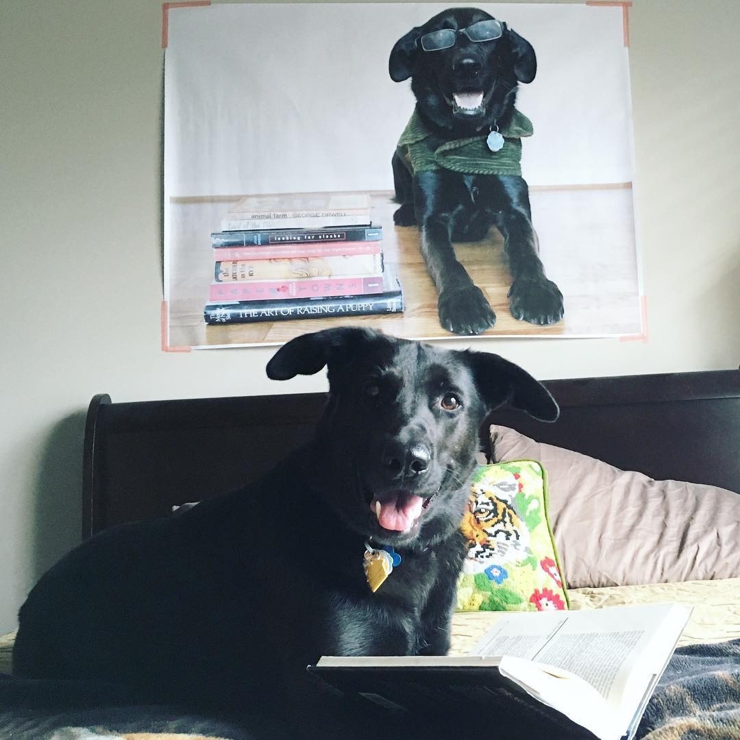 People and Pets in Front of Prints of Themselves