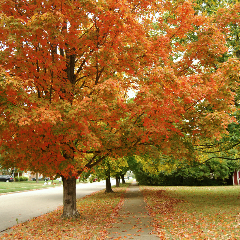 Fall In Love With Fall: How To Shoot Autumn Colors