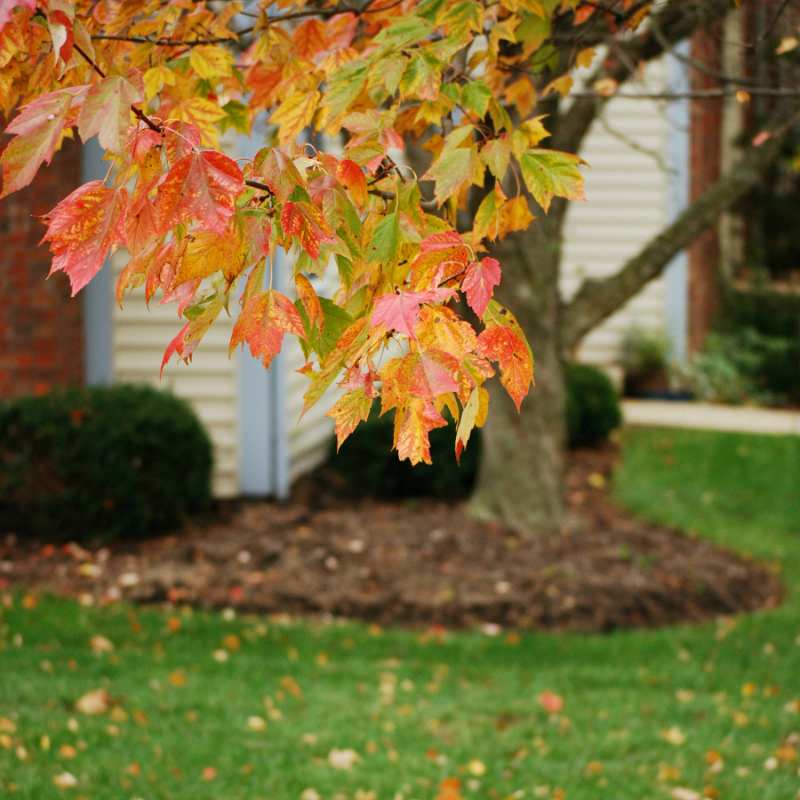 Fall In Love With Fall: How To Shoot Autumn Colors