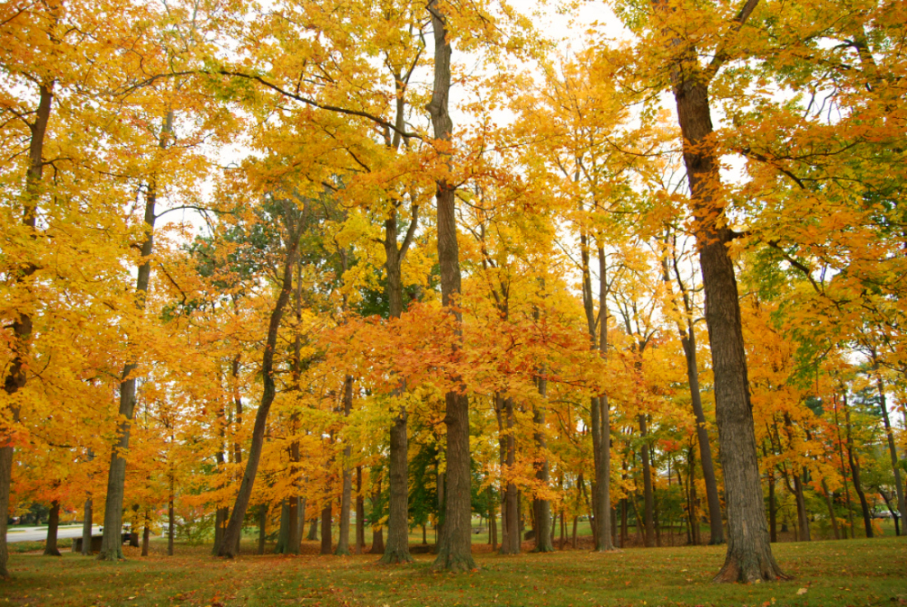 Fall In Love With Fall: How To Shoot Autumn Colors