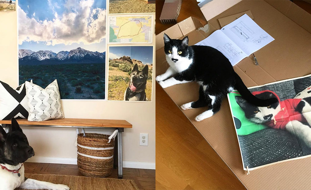 Print Your Purr-fect Pet Photos